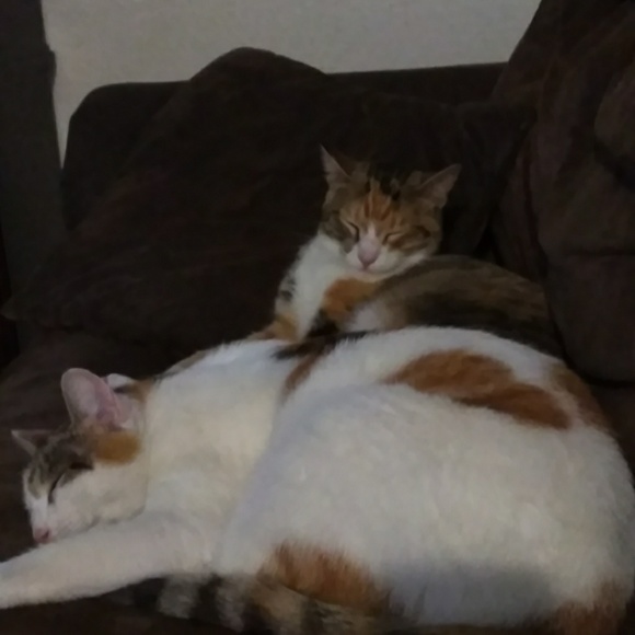 Meet your Posher, Nicole - Picture 1 of 1